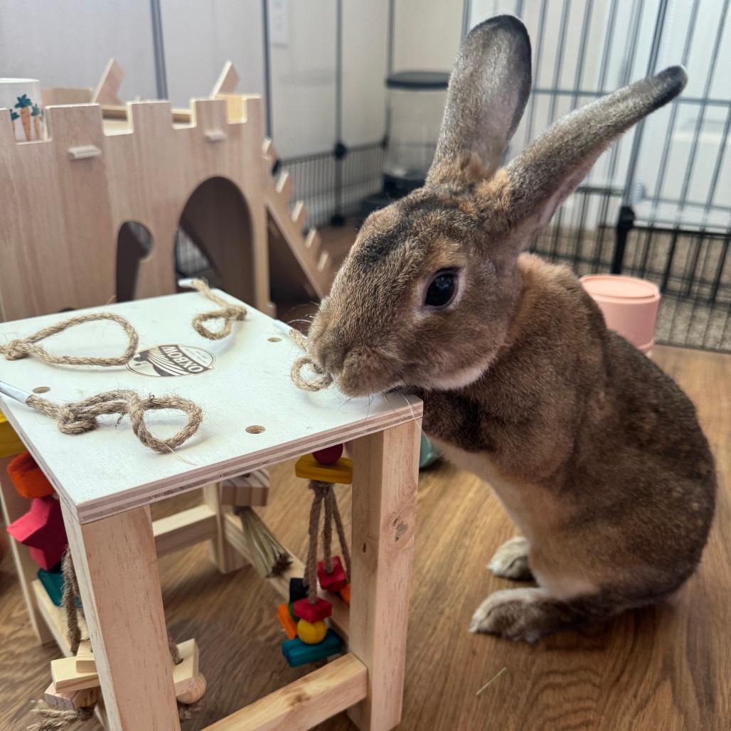 Enlarge Eeyore, a Adoptable Bunny Rabbit in Hilliard , FL image 3/6