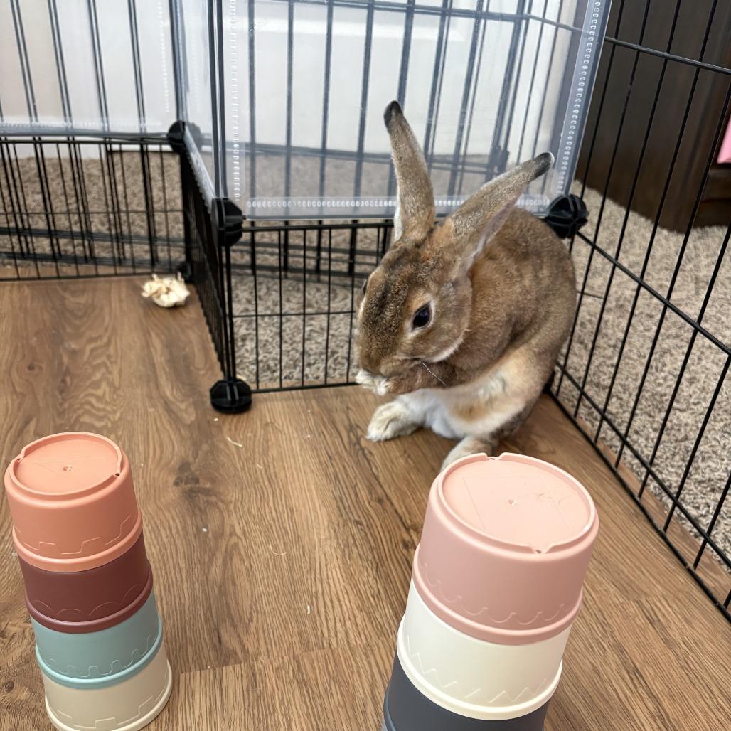 Enlarge Eeyore, a Adoptable Bunny Rabbit in Hilliard , FL image 4/6