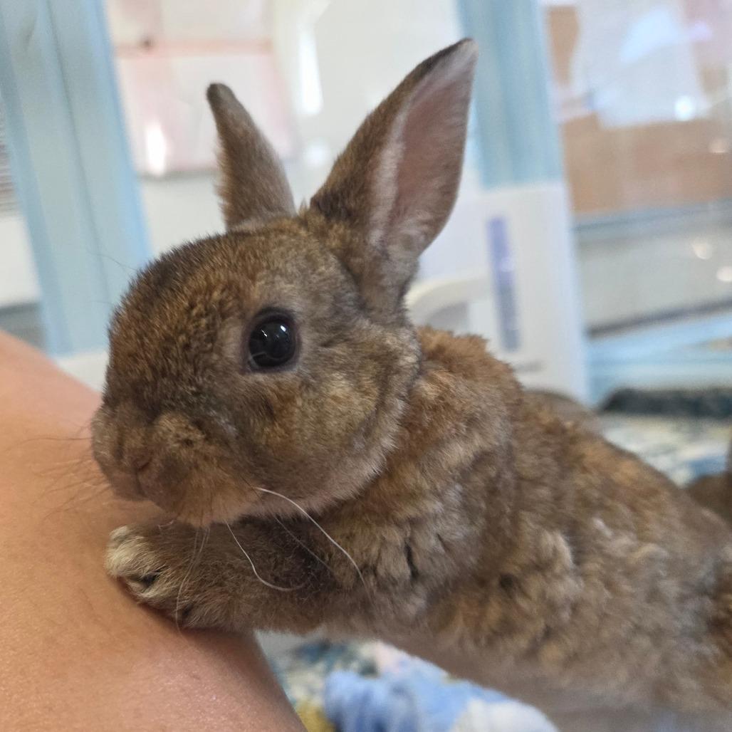 Enlarge Eeyore, a Adoptable Bunny Rabbit in Hilliard , FL image 5/6