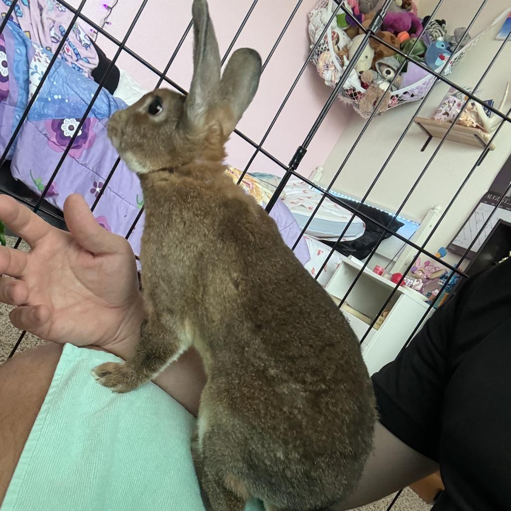 Enlarge Eeyore, a Adoptable Bunny Rabbit in Hilliard , FL image 6/6