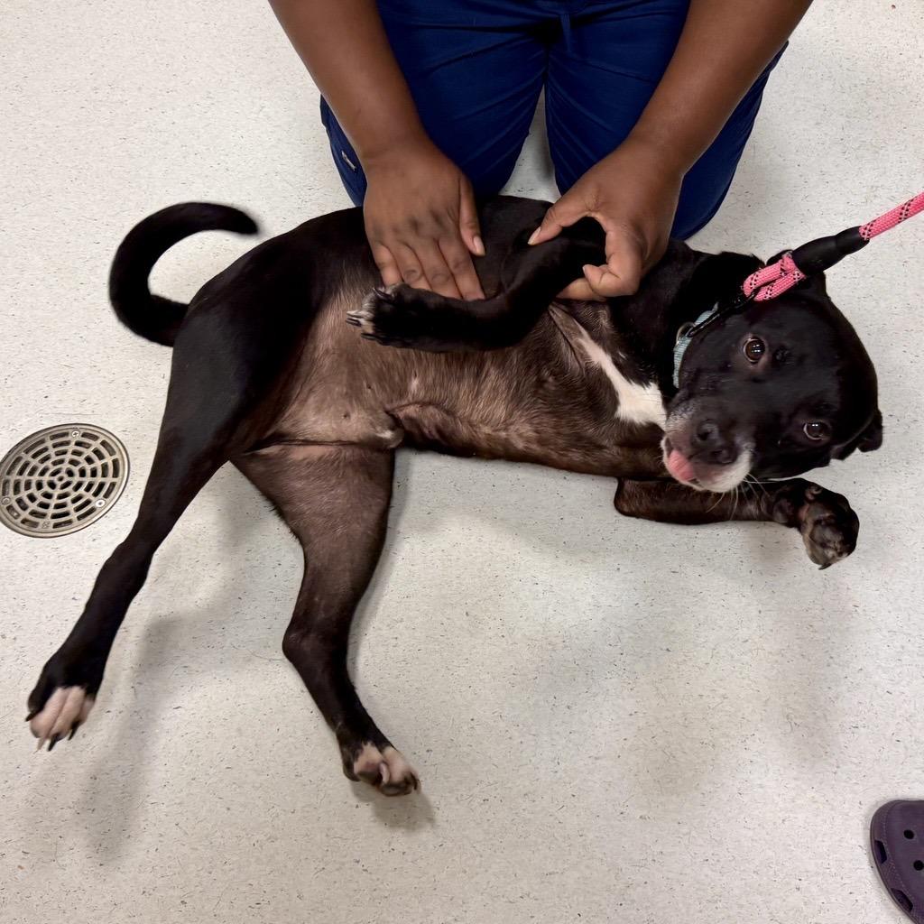 Ritchie, Adoptable, Adult Male Pit Bull Terrier & Labrador Retriever.