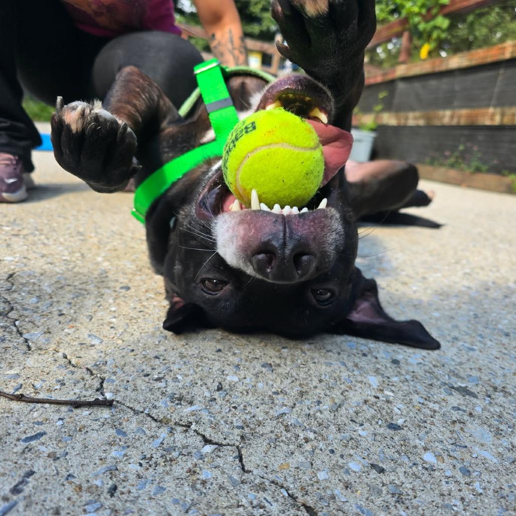 Ritchie, a Adoptable mixed breed in Baltimore, MD image 2/6