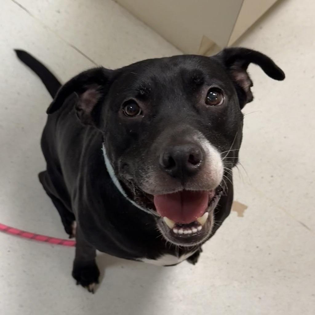 Ritchie, a Adoptable mixed breed in Baltimore, MD image 3/6