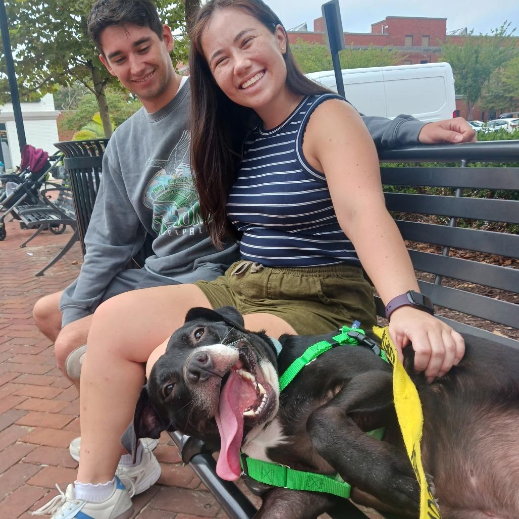 Ritchie, a Adoptable mixed breed in Baltimore, MD image 4/6