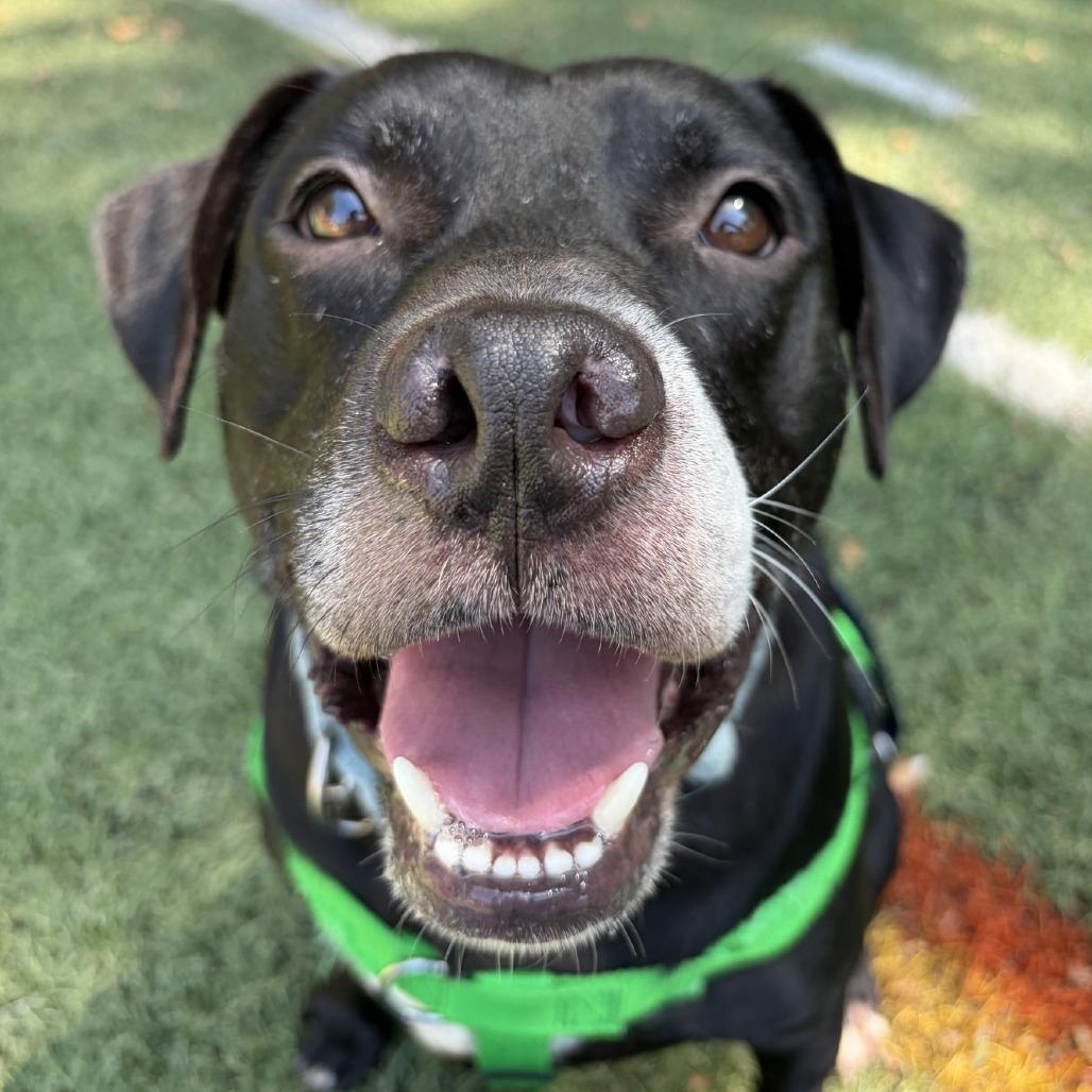 Ritchie, a Adoptable mixed breed in Baltimore, MD image 5/6