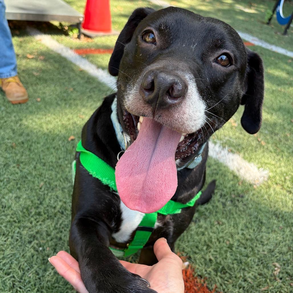 Ritchie, a Adoptable mixed breed in Baltimore, MD image 6/6