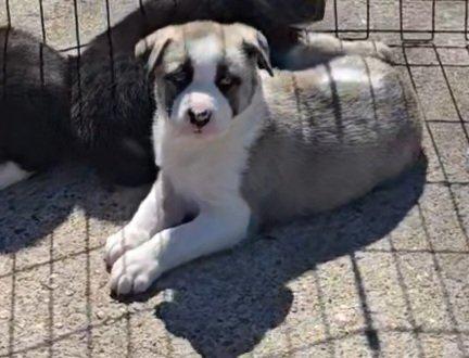 Enlarge Clover, a Adoptable mixed breed in Commerce City, CO image 6/6