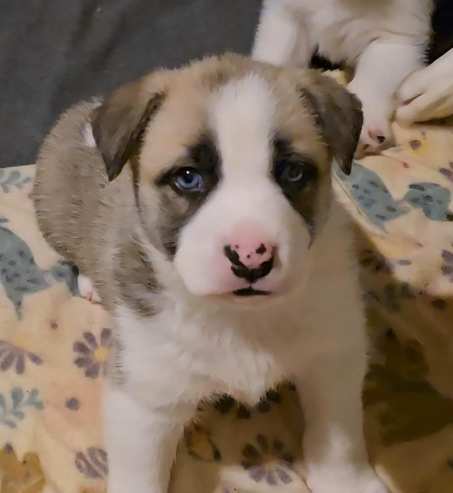 Enlarge Clover, a Adoptable mixed breed in Commerce City, CO image 2/6