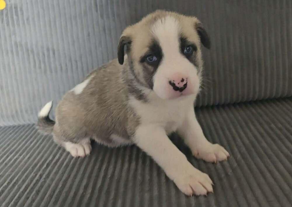 Enlarge Clover, a Adoptable mixed breed in Commerce City, CO image 4/6
