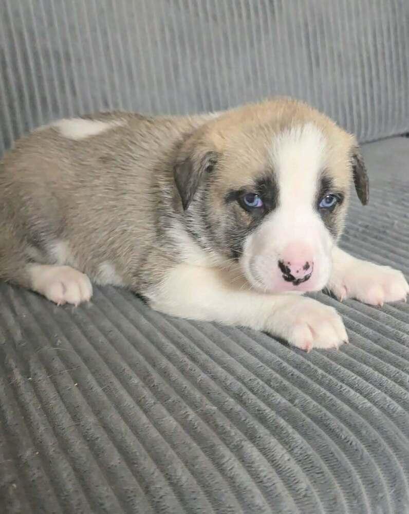 Enlarge Clover, a Adoptable mixed breed in Commerce City, CO image 3/6