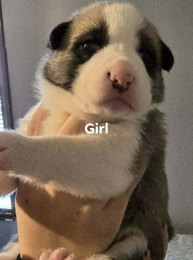 Enlarge Clover, a Adoptable mixed breed in Commerce City, CO image 5/6