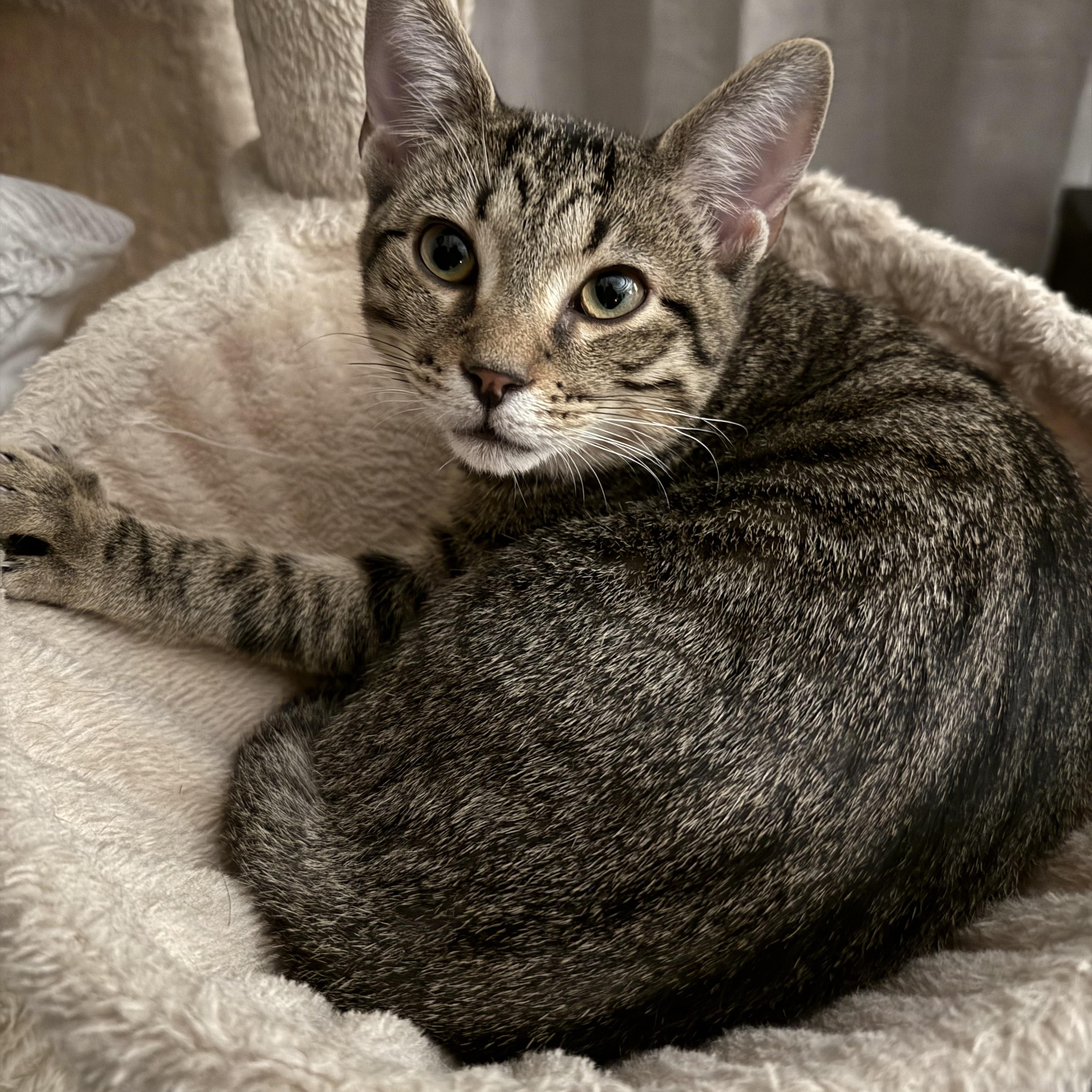 Wells, a Adoptable Domestic Short Hair in Murfreesboro, TN image 5/5