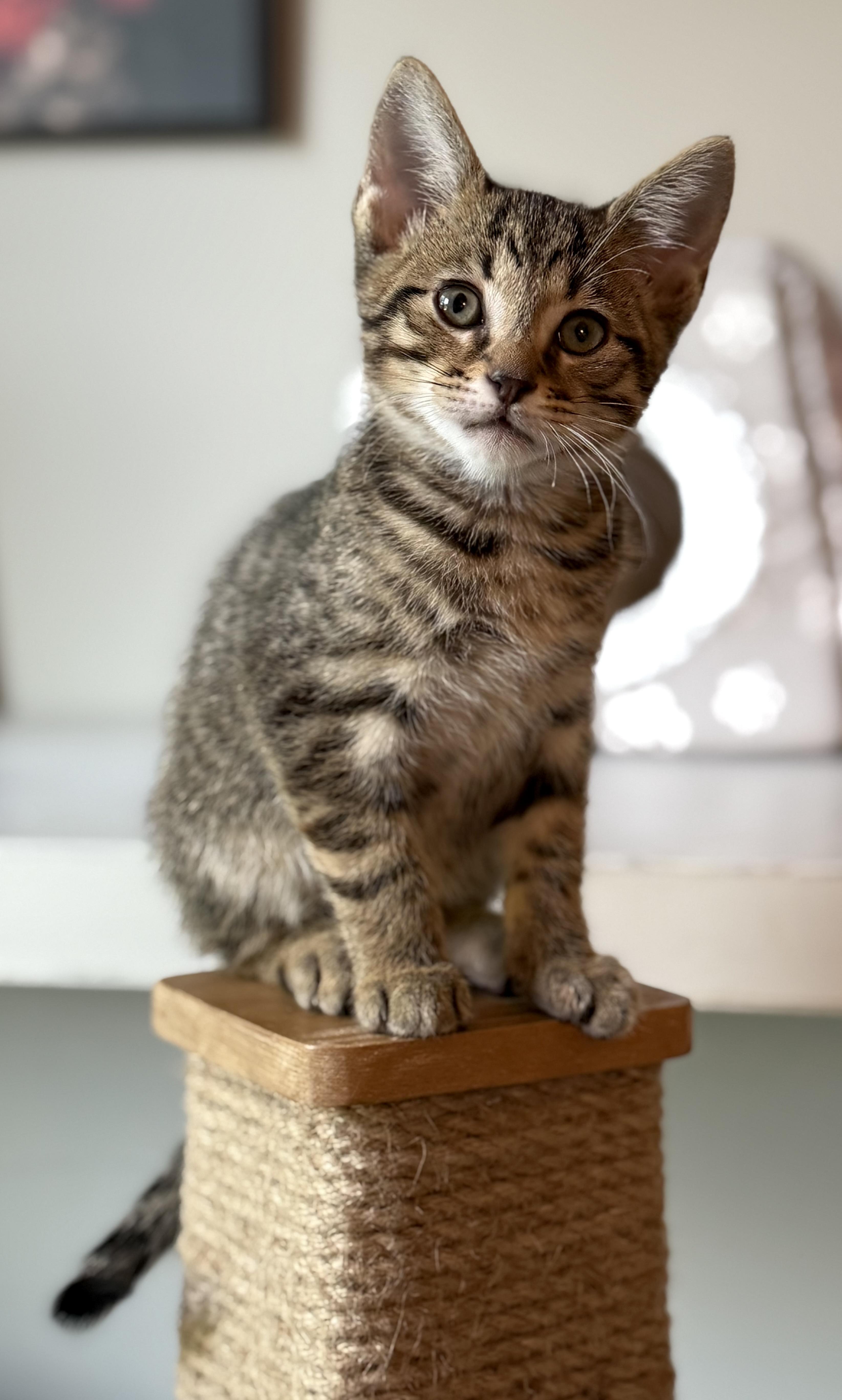 Wells, a Adoptable Domestic Short Hair in Murfreesboro, TN image 3/5