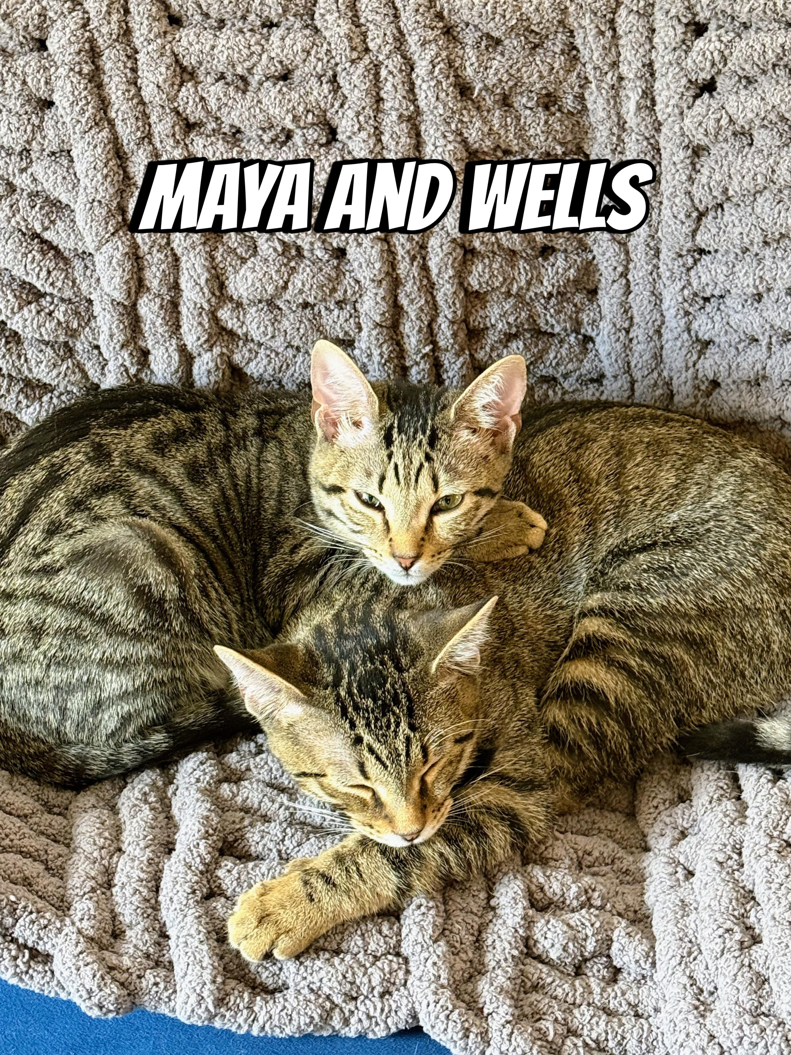 Wells, Adoptable, Young Male Domestic Short Hair.