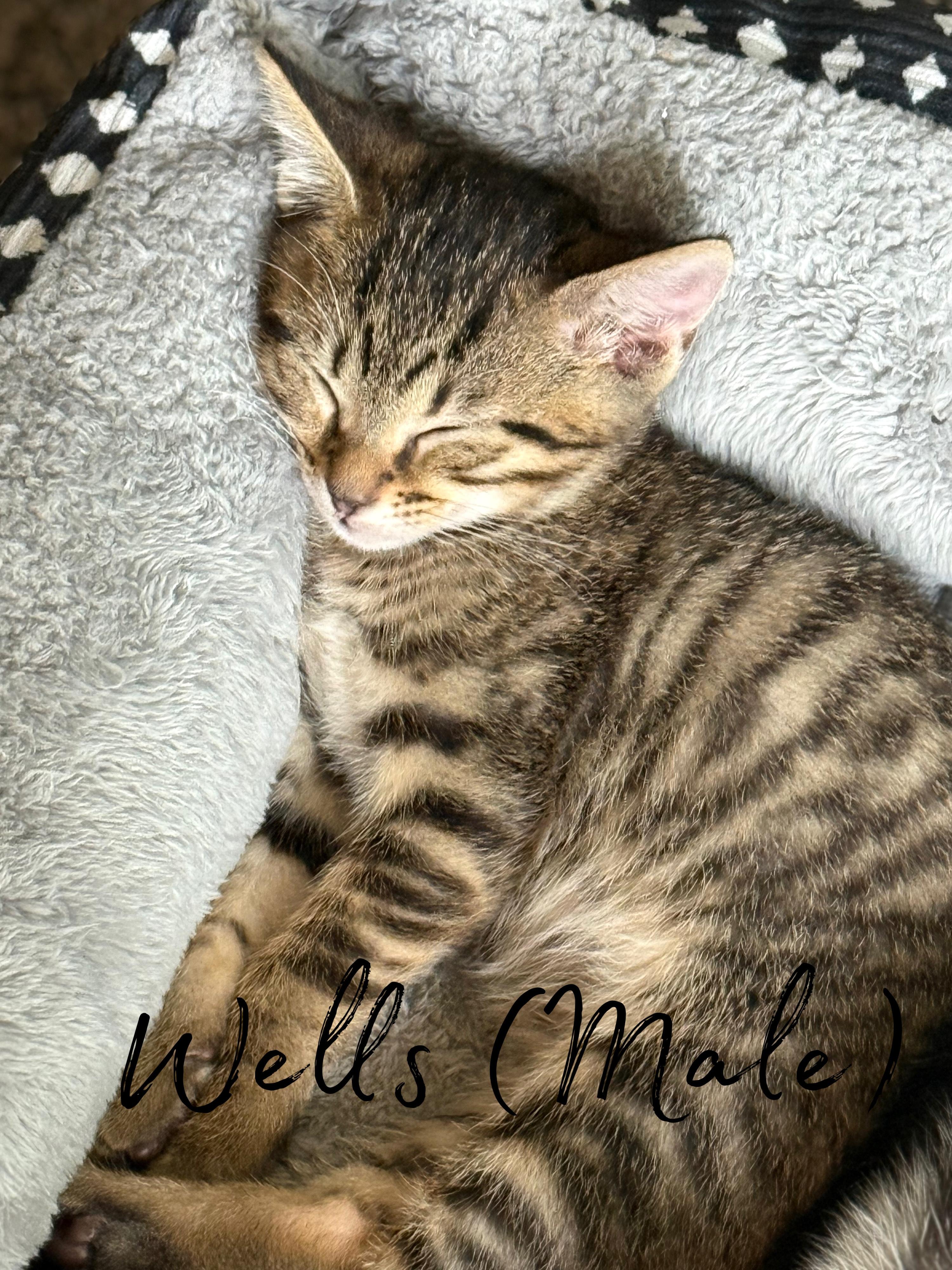 Wells, a Adoptable Domestic Short Hair in Murfreesboro, TN image 2/5