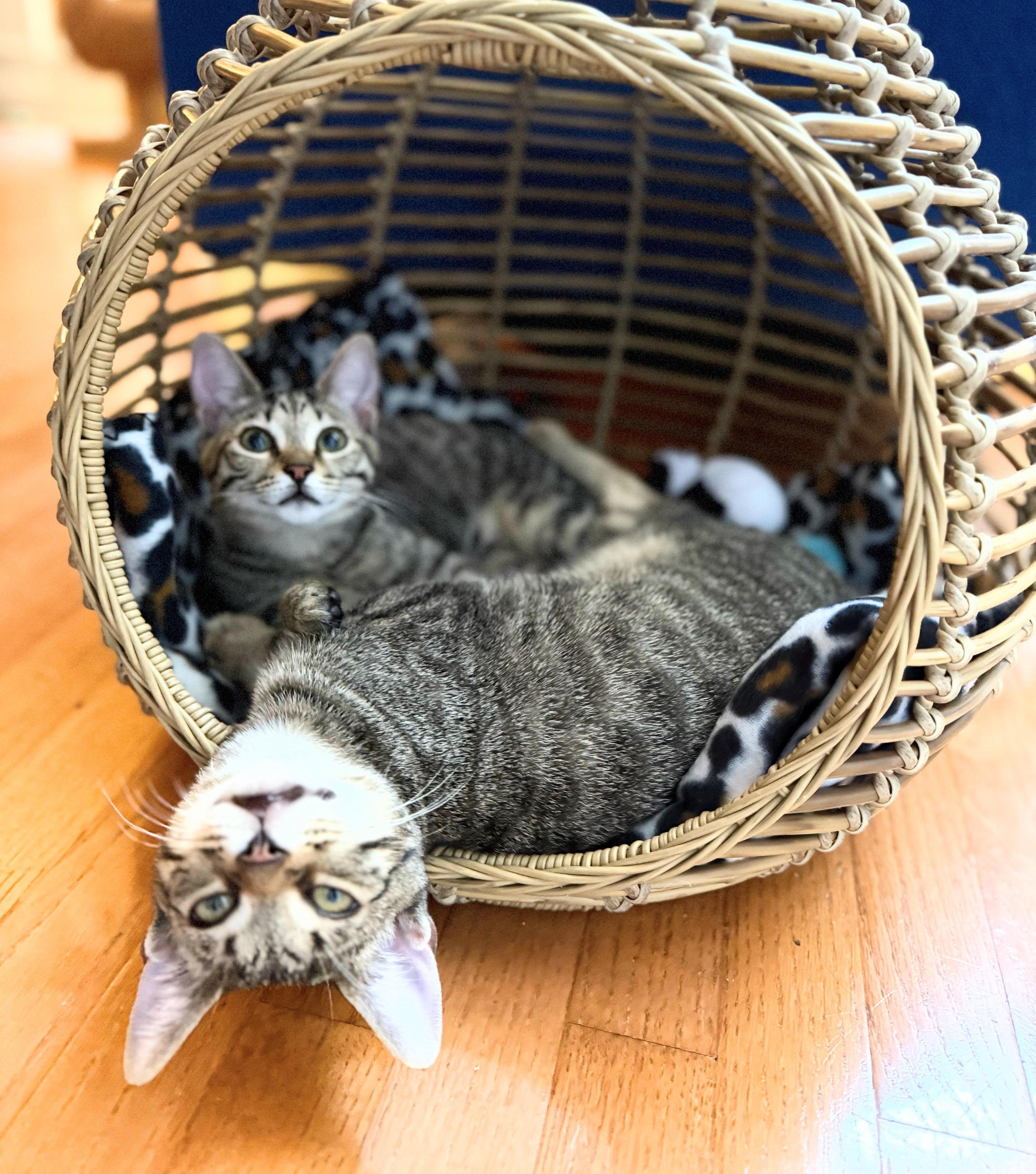 Wells, Adoptable, Young Male Domestic Short Hair.