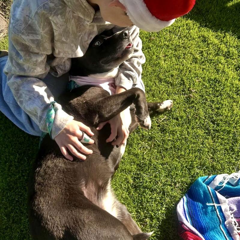 Stormie, Adoptable, Adult Female Mixed Breed.