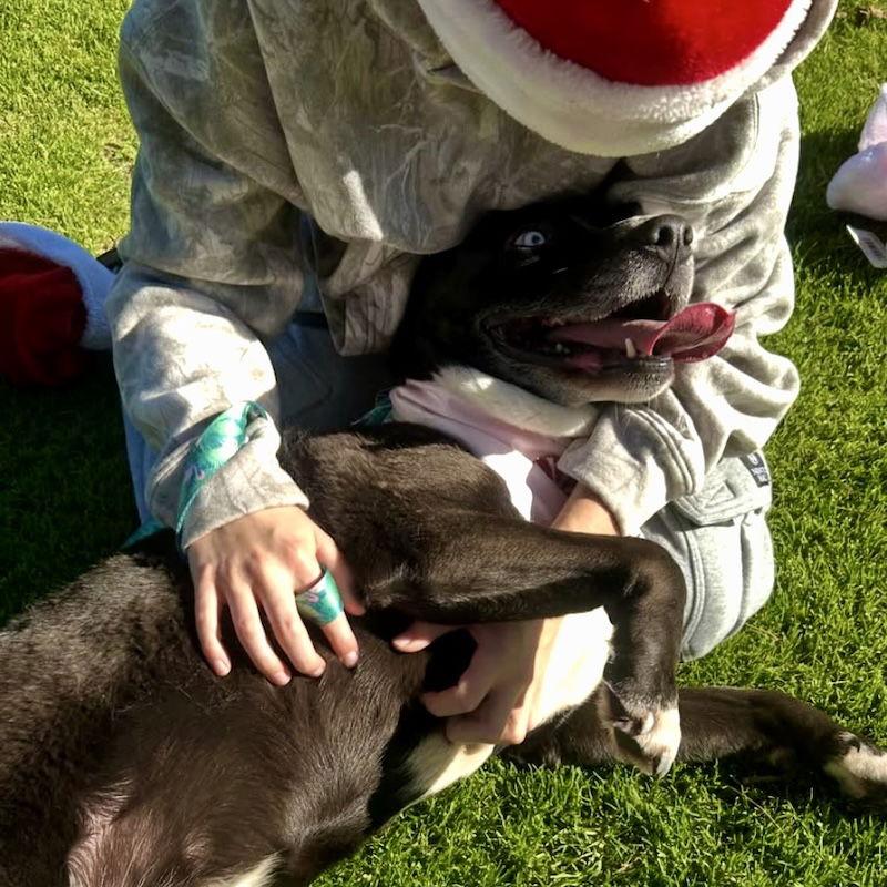 Enlarge Stormie, a Adoptable Mixed Breed in San Juan Capistrano, CA image 2/3