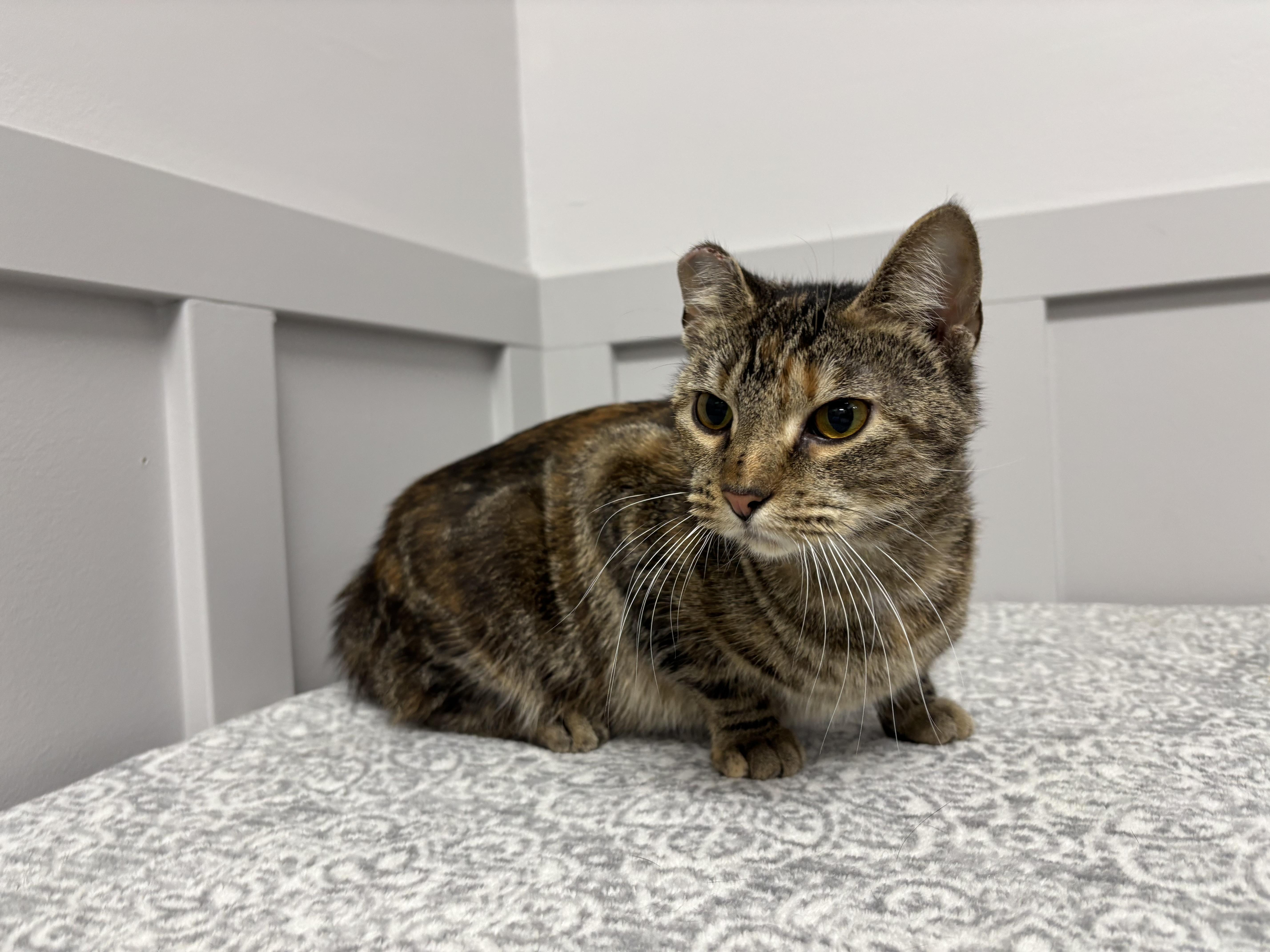 Molly, Adoptable, Adult Female Domestic Short Hair.