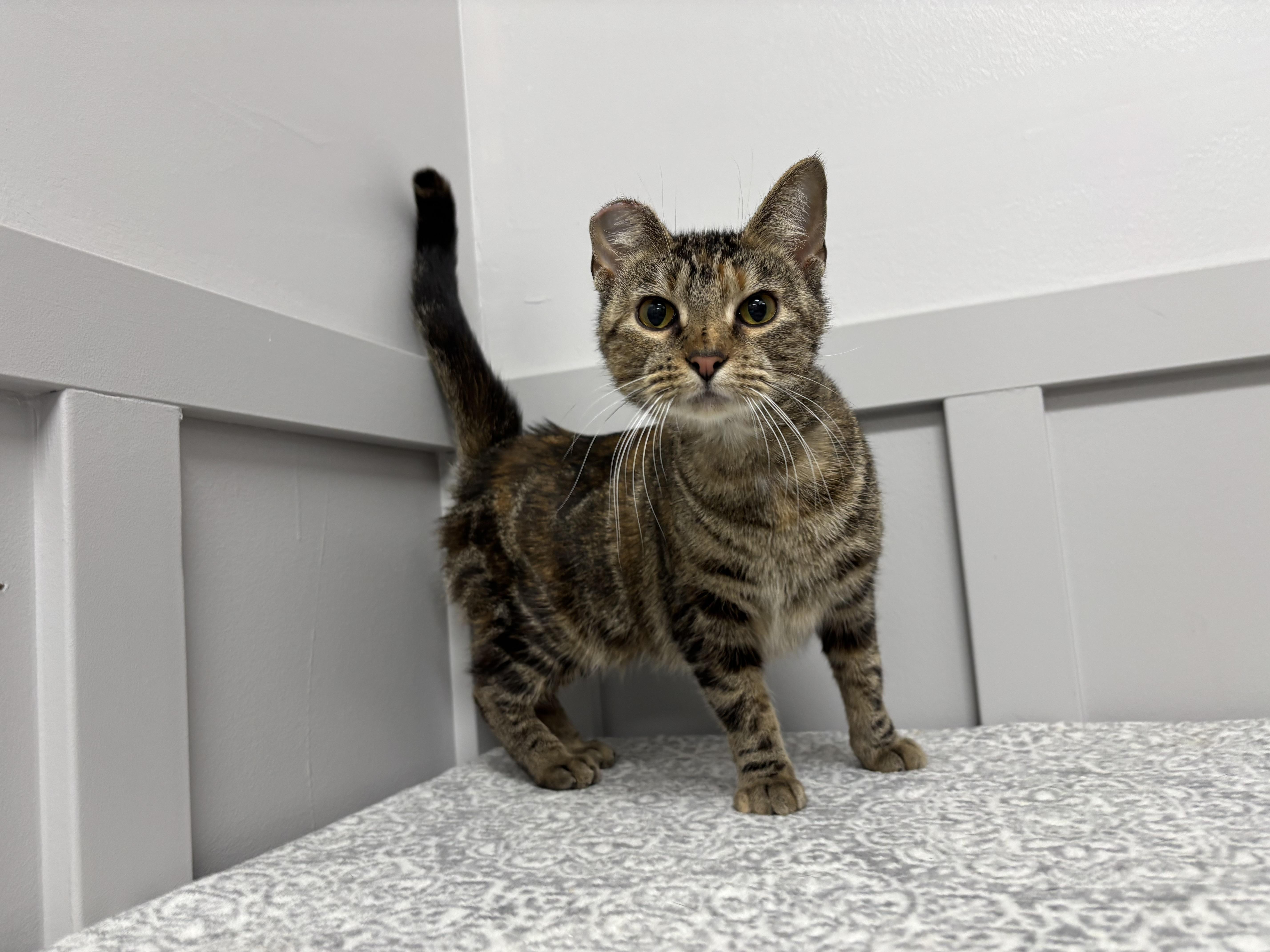 Molly - @ Pet Supplies Plus Lafayette, Adoptable, Adult Female Domestic Short Hair.