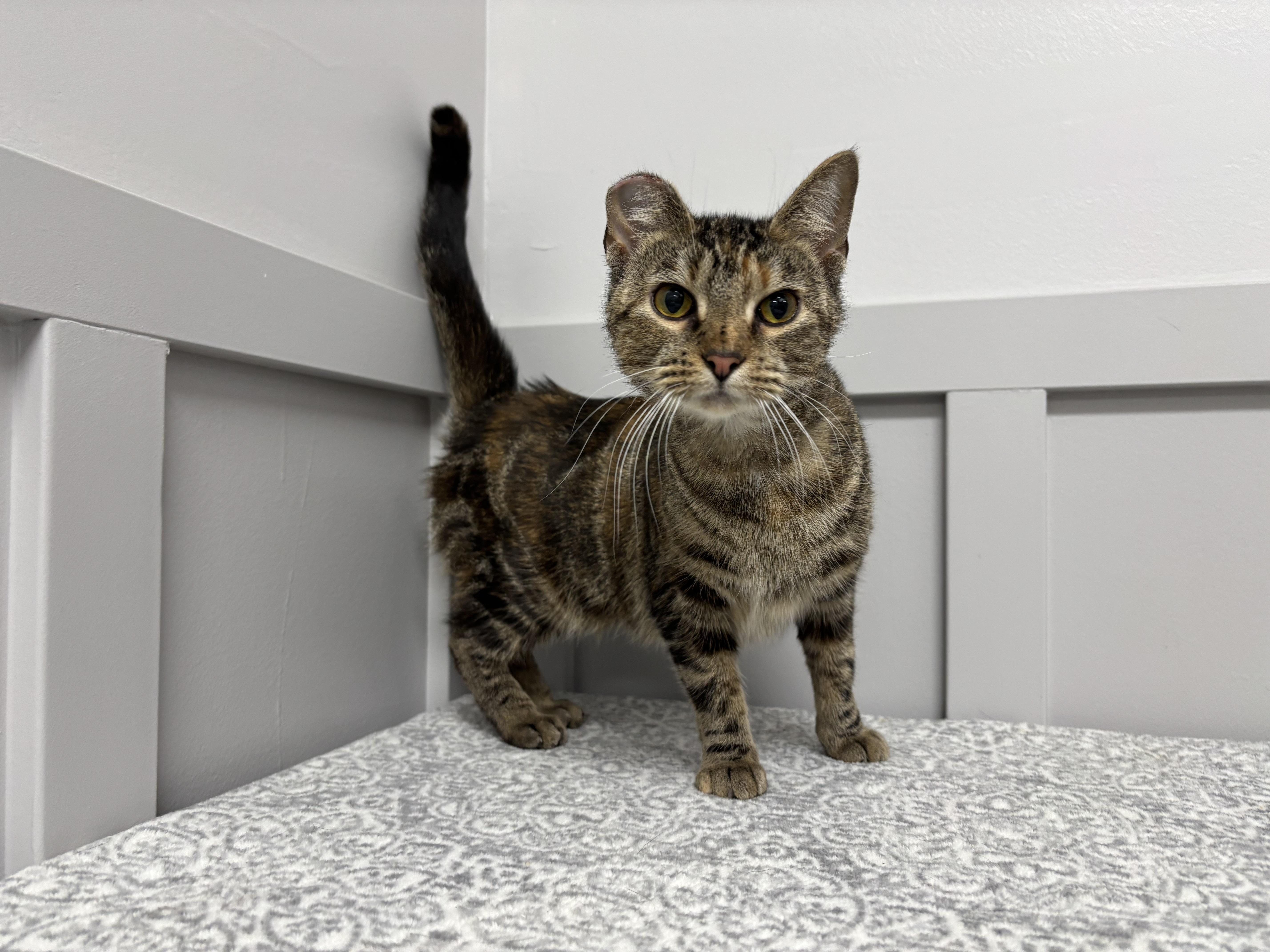 Enlarge Molly, a Adoptable Domestic Short Hair in Frankfort, IN image 3/4