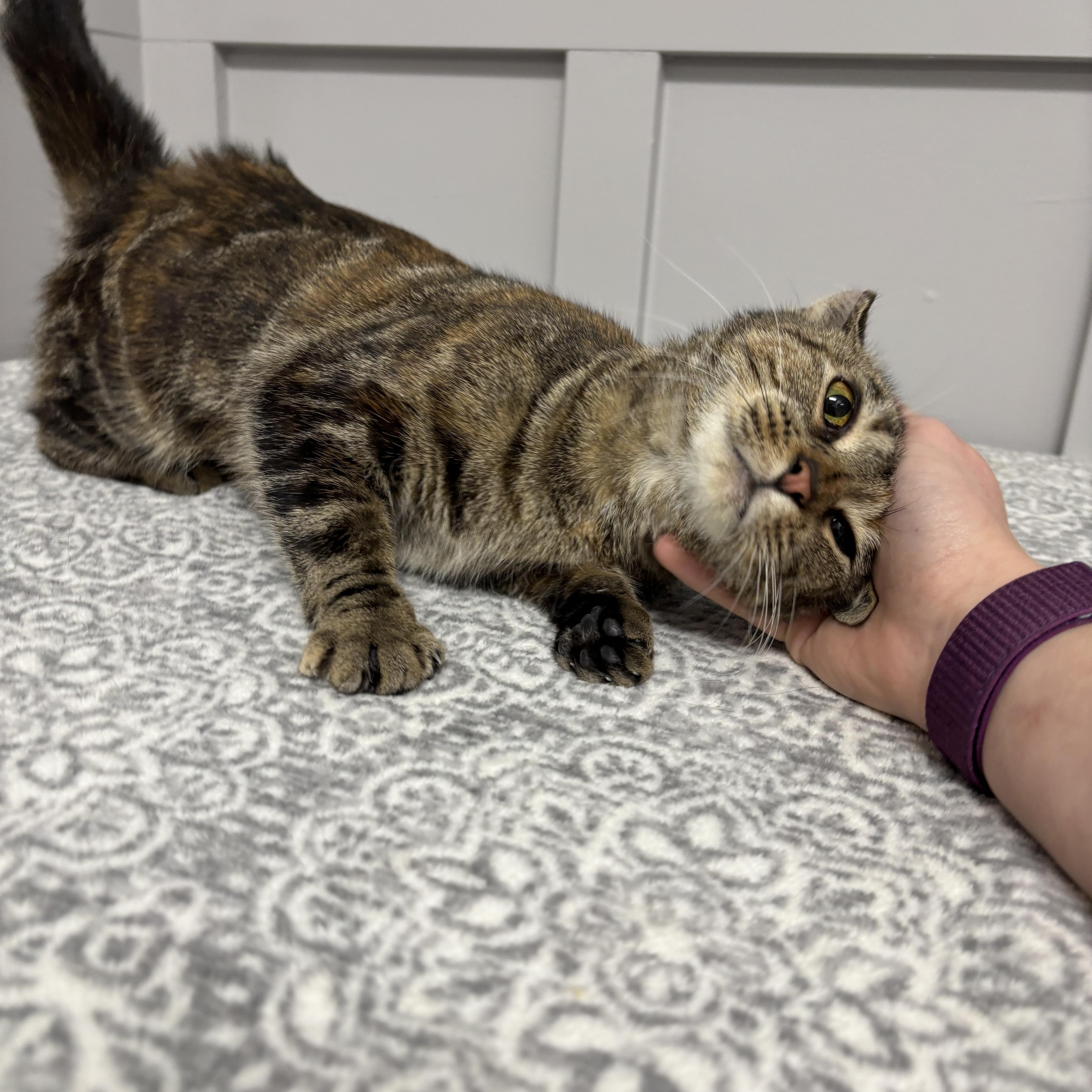 Enlarge Molly, a Adoptable Domestic Short Hair in Frankfort, IN image 4/4