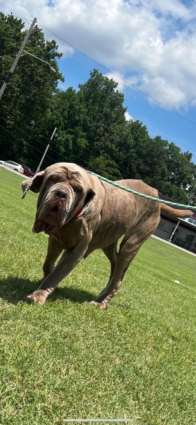 Enlarge Gracie, a Adoptable Neapolitan Mastiff in Saint Charles, MO image 1/3