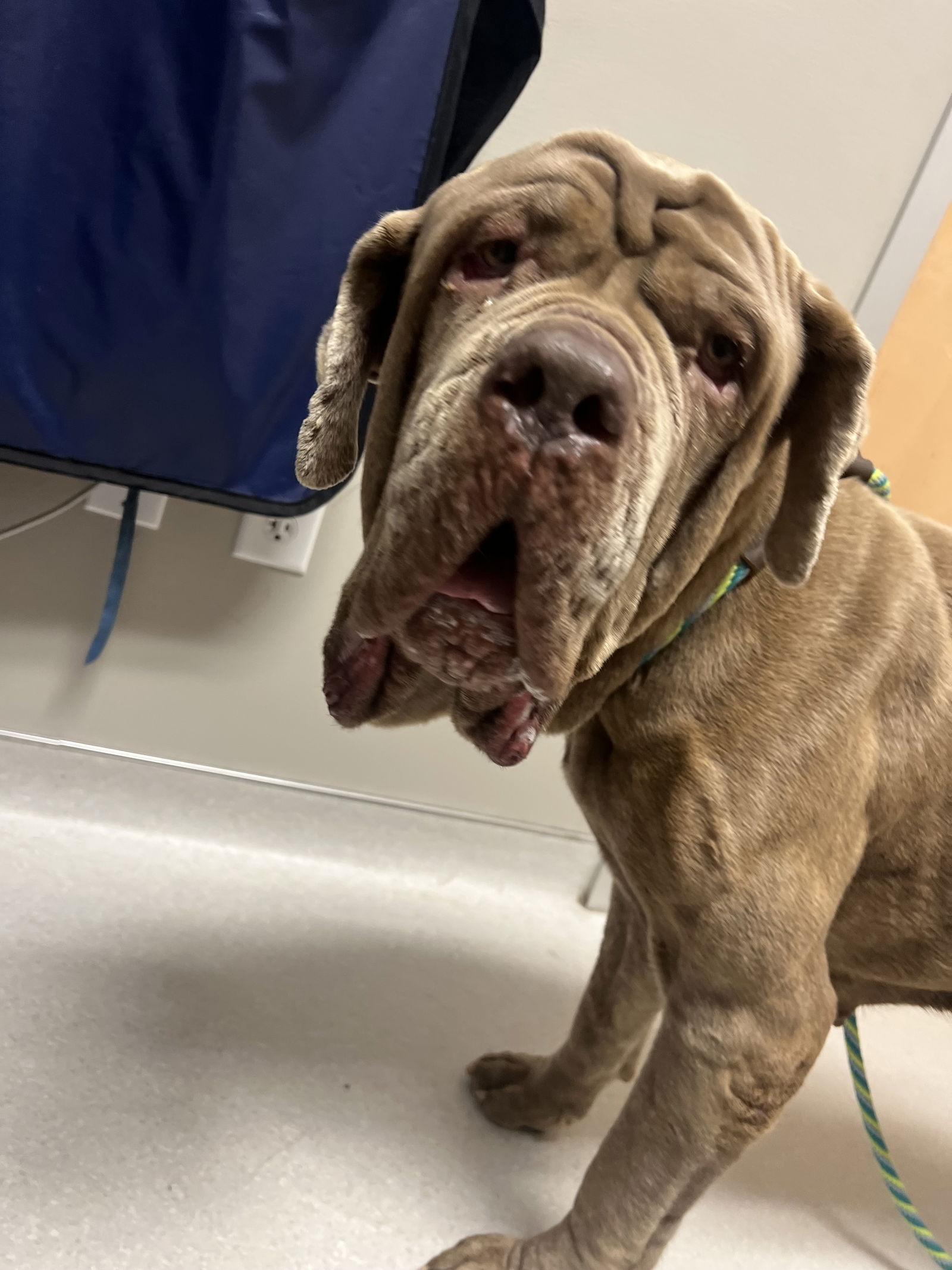 Enlarge Gracie, a Adoptable Neapolitan Mastiff in Saint Charles, MO image 2/3