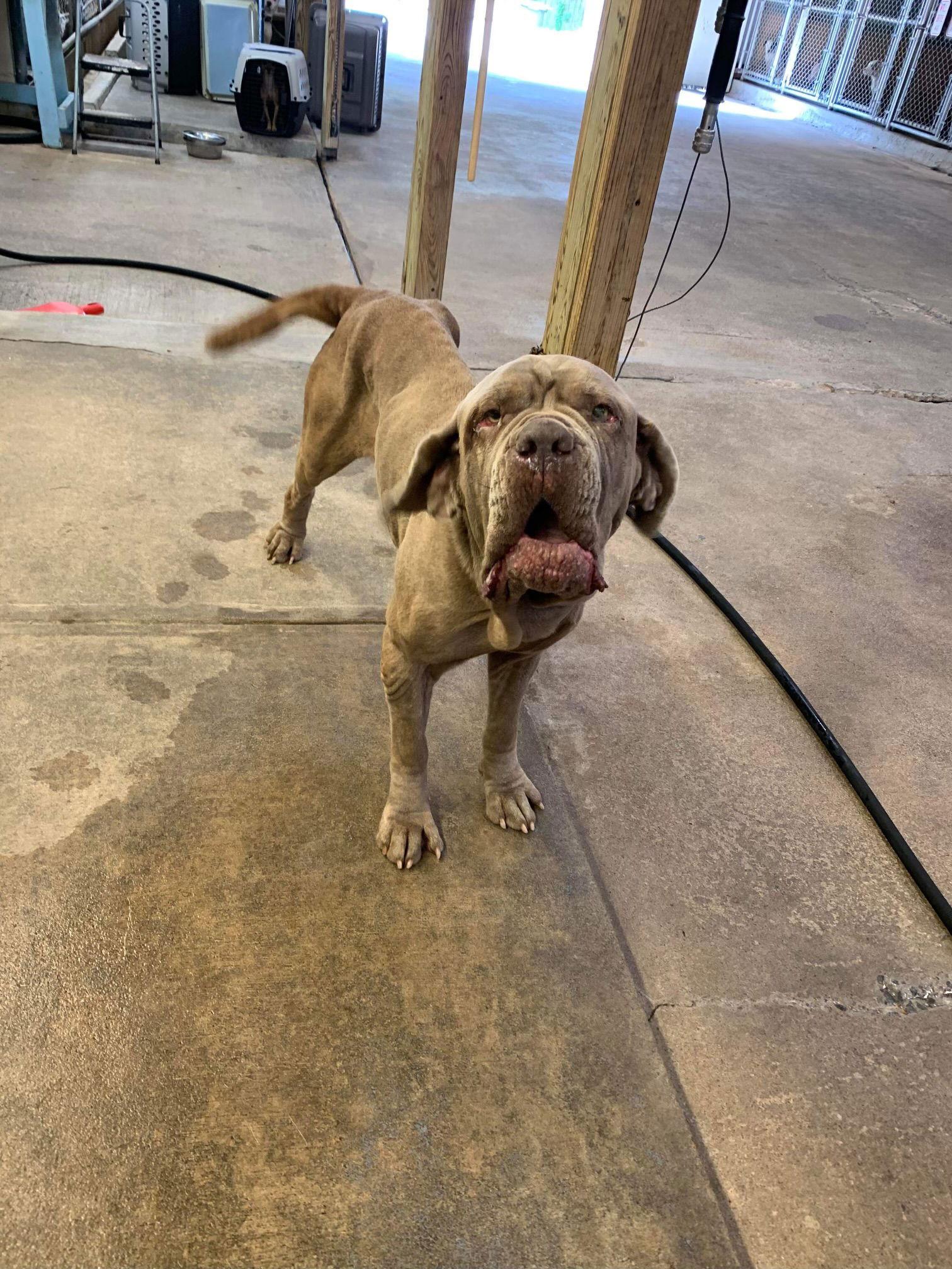 Enlarge Gracie, a Adoptable Neapolitan Mastiff in Saint Charles, MO image 3/3