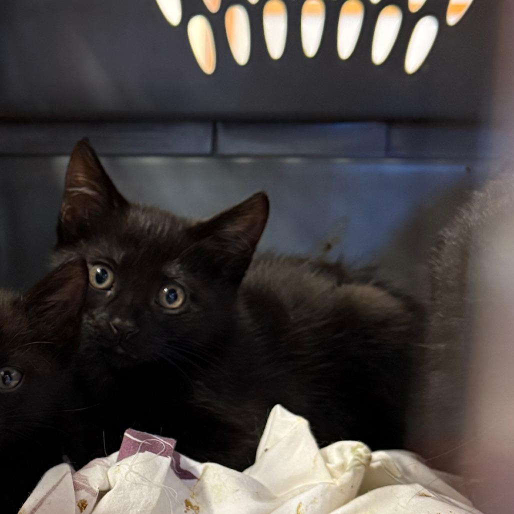 Goblin, Adoptable, Kitten Male Domestic Short Hair.