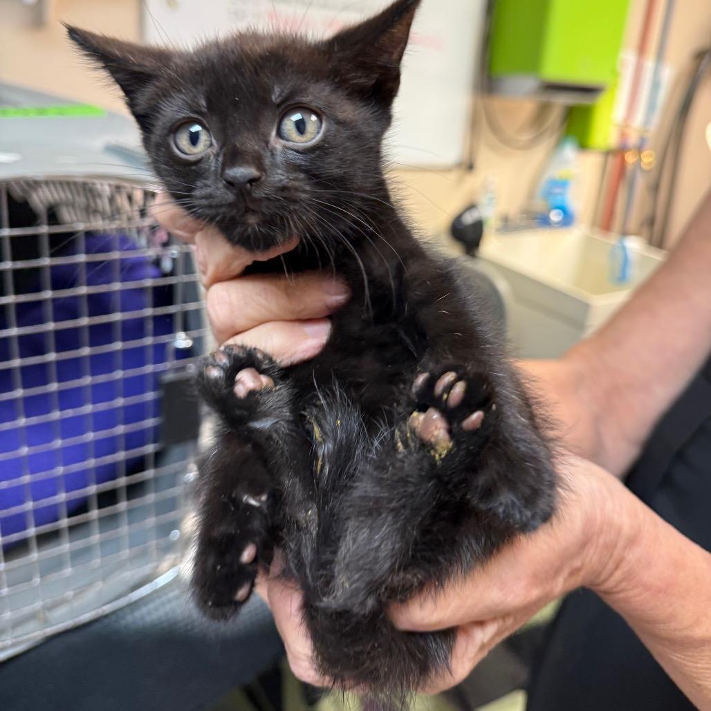 Enlarge Goblin, a Adoptable Domestic Short Hair in Ashtabula, OH image 2/2