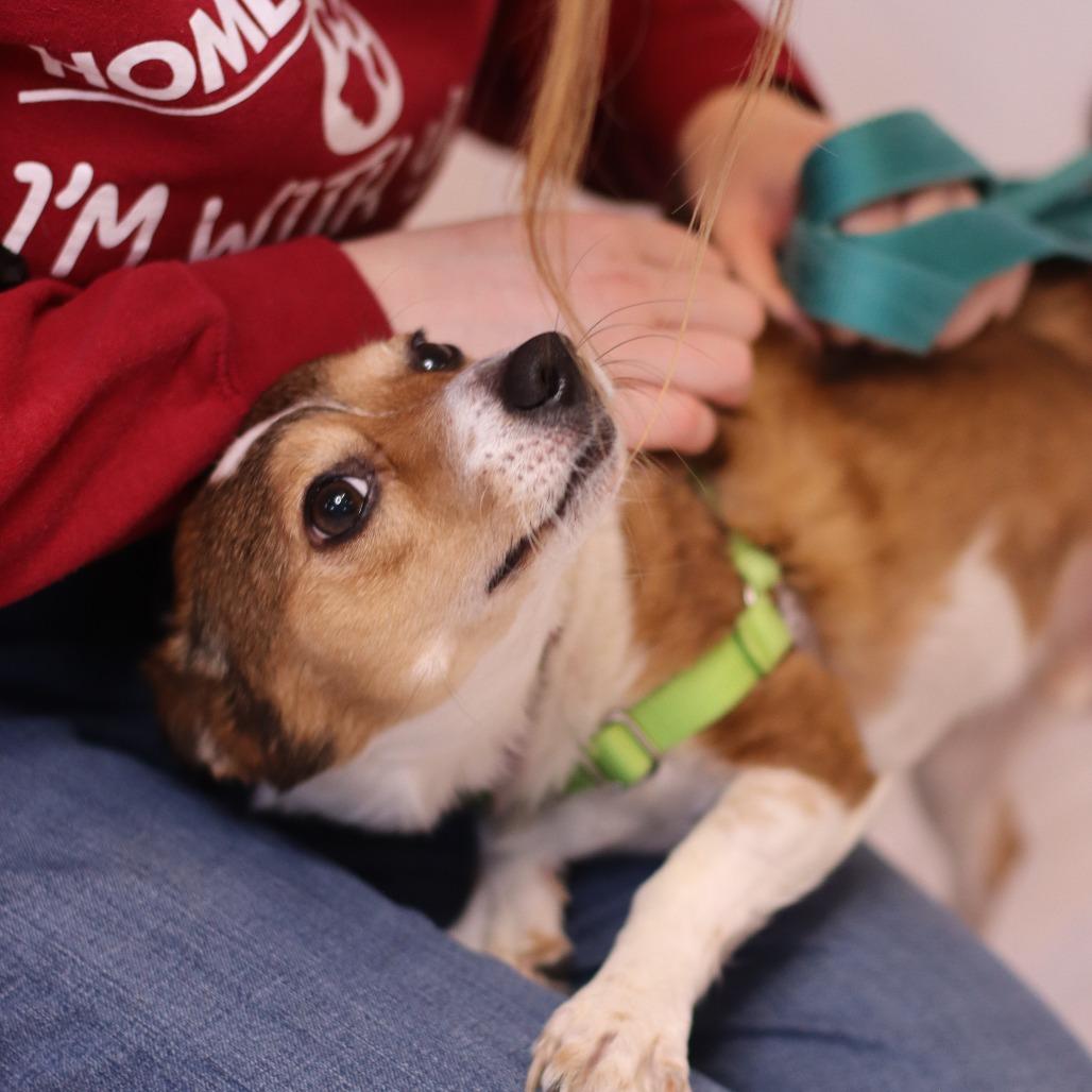 Enlarge Davenport, a Adoptable Mixed Breed in Waukesha, WI image 1/3