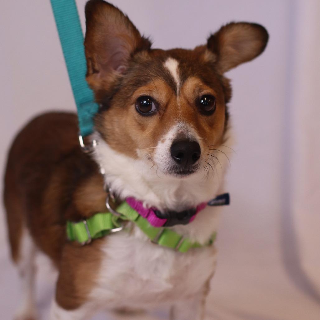 Enlarge Davenport, a Adoptable Mixed Breed in Waukesha, WI image 2/3