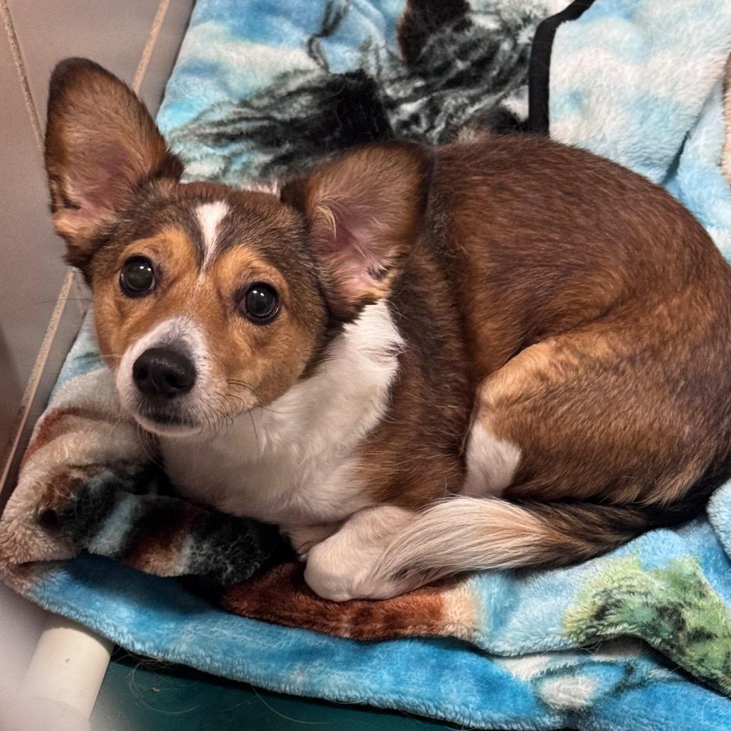 Enlarge Davenport, a Adoptable Mixed Breed in Waukesha, WI image 3/3