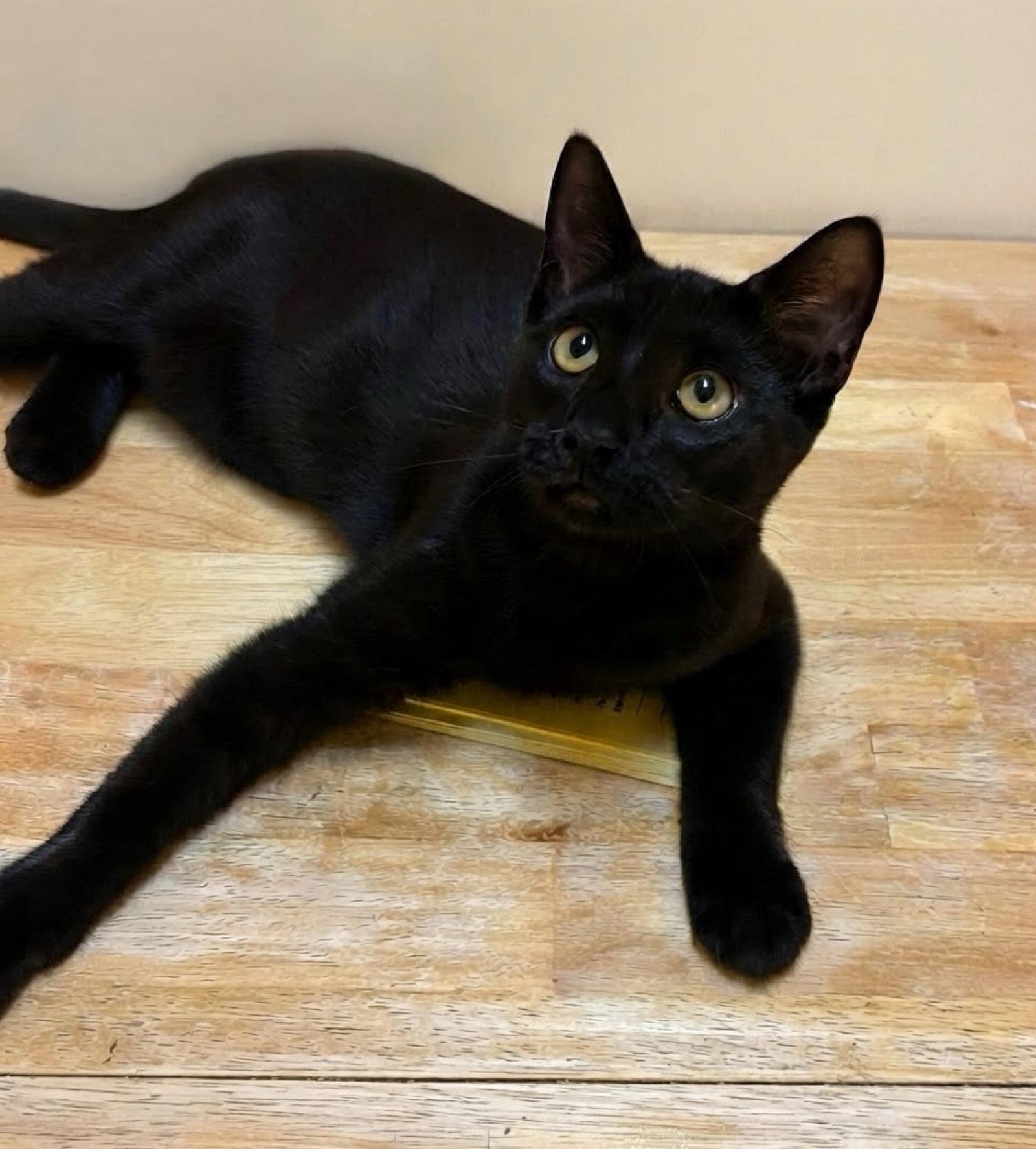Angel, Adopted, Young Female Domestic Short Hair.