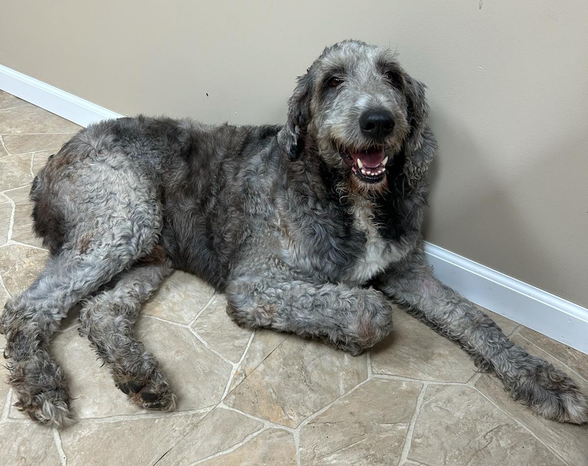 Enlarge Einstein, a Adoptable mixed breed in Neillsville, WI image 2/5