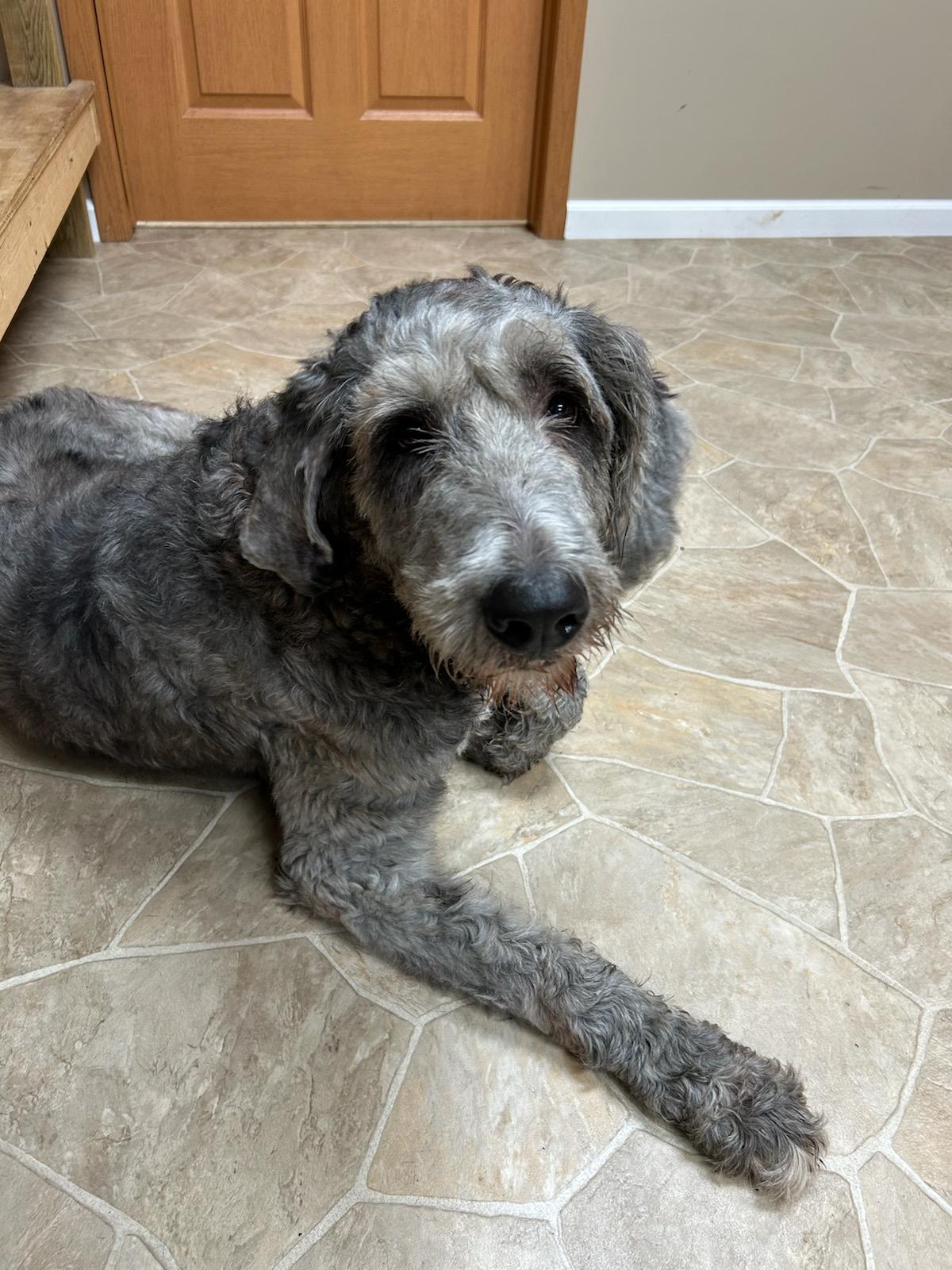 Enlarge Einstein, a Adoptable mixed breed in Neillsville, WI image 3/5