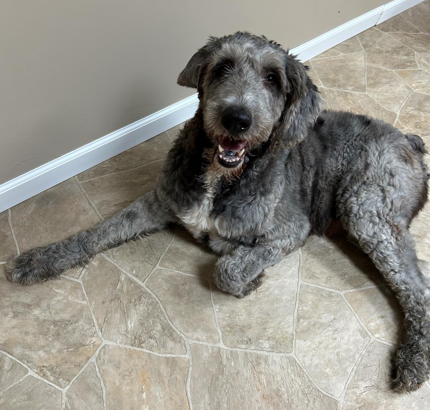 Enlarge Einstein, a Adoptable mixed breed in Neillsville, WI image 4/5