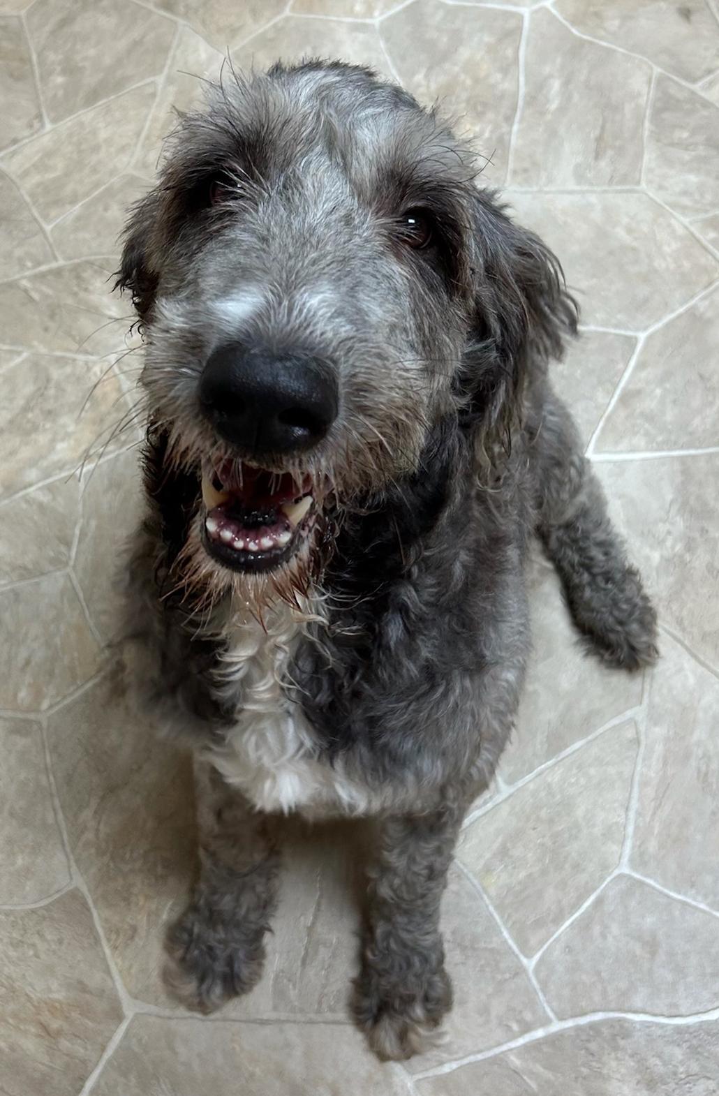 Einstein, Adoptable, Senior Male Poodle.