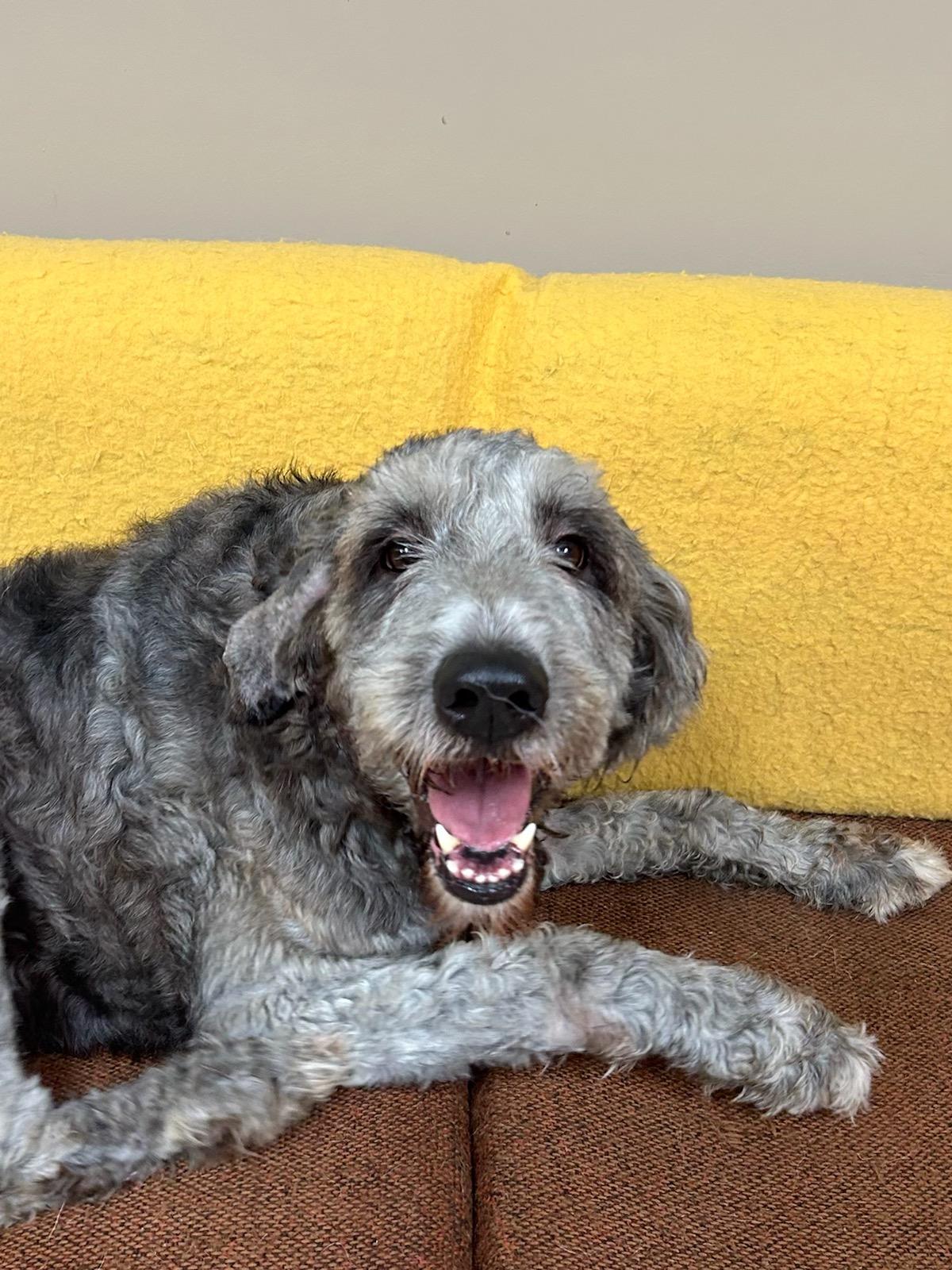 Enlarge Einstein, a Adoptable mixed breed in Neillsville, WI image 5/5