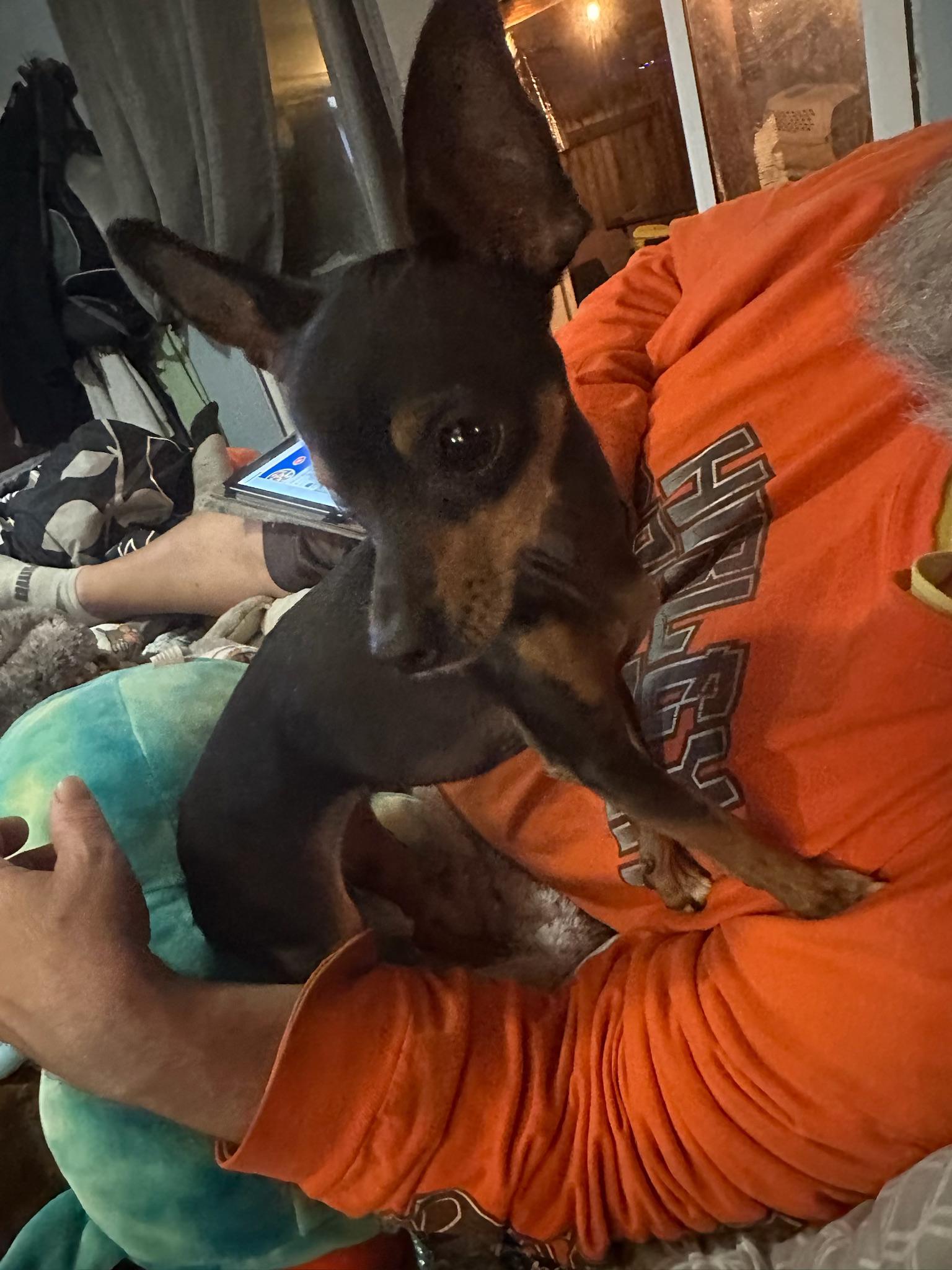 Enlarge Maggie Mae, a ADOPTABLE Chihuahua in McMinnville, OR image 1/4