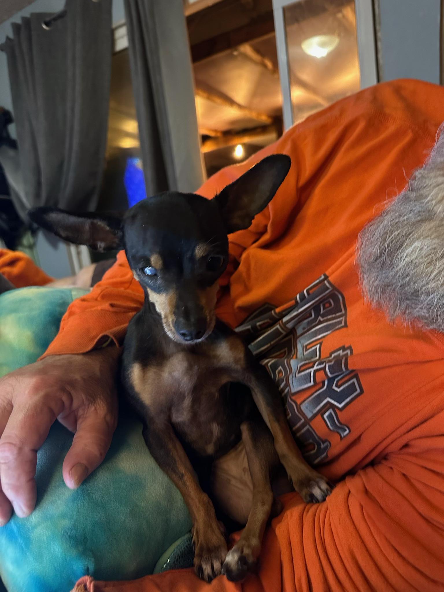 Enlarge Maggie Mae, a ADOPTABLE Chihuahua in McMinnville, OR image 2/4