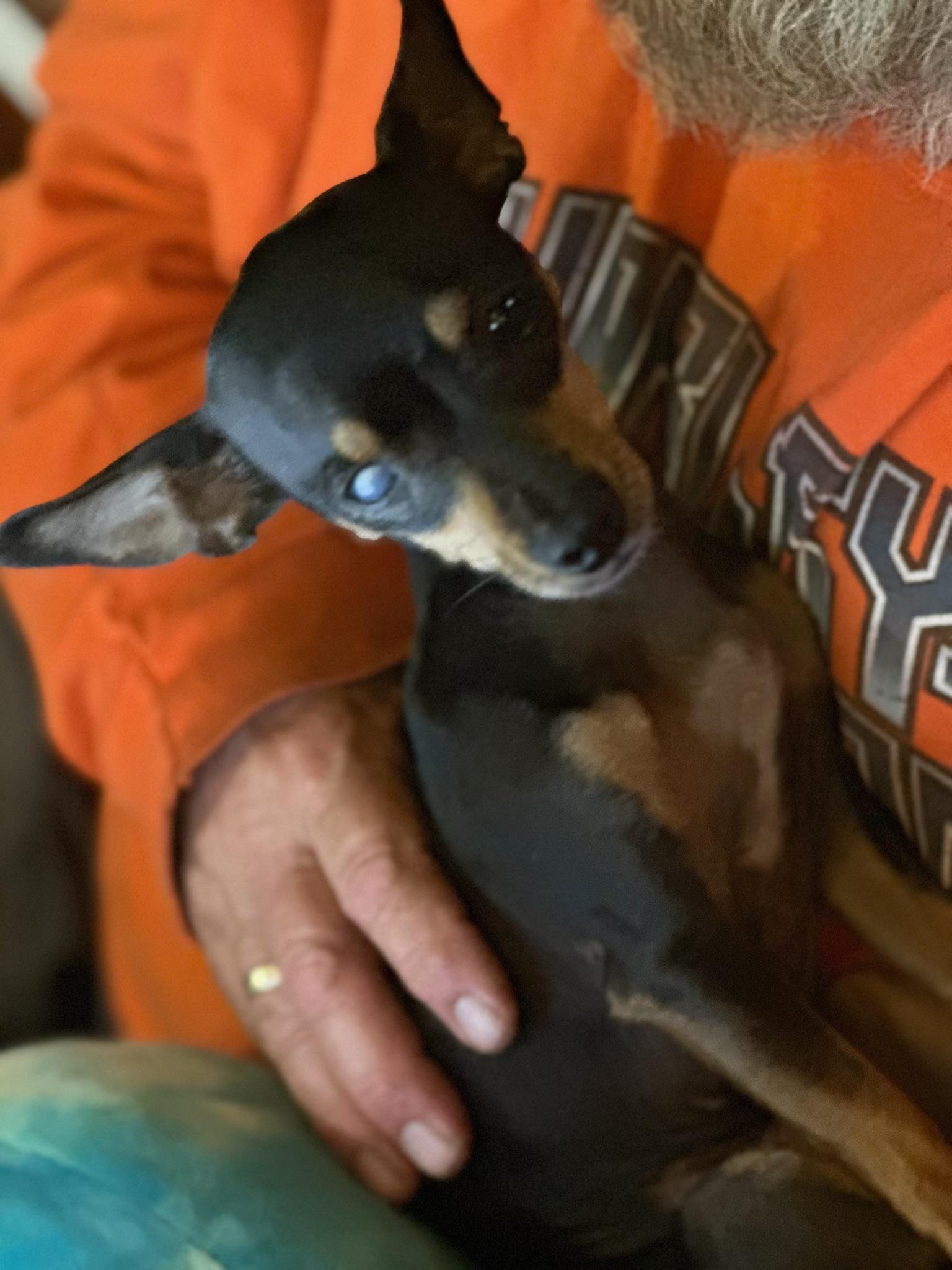 Enlarge Maggie Mae, a ADOPTABLE Chihuahua in McMinnville, OR image 4/4