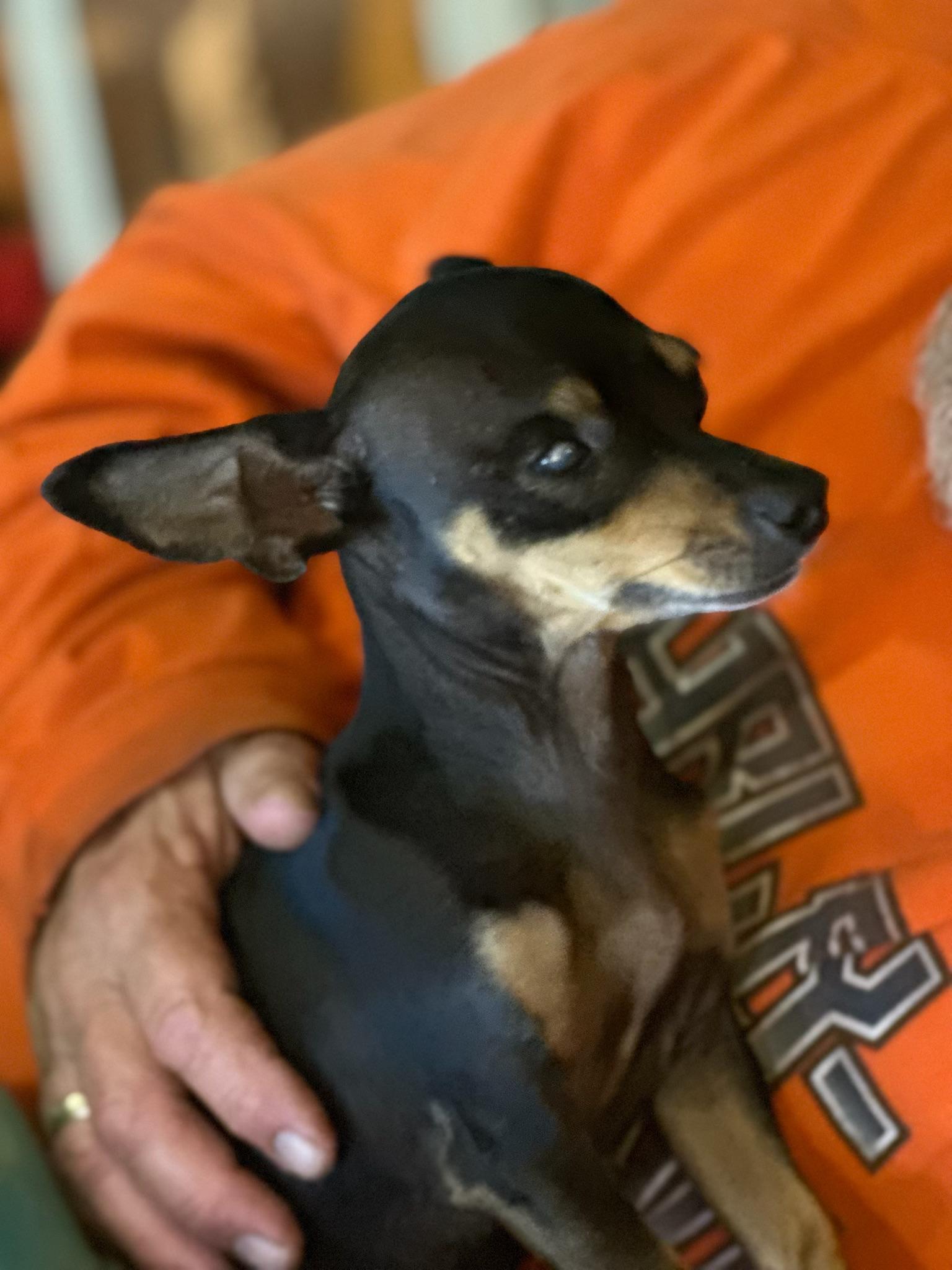 Enlarge Maggie Mae, a ADOPTABLE Chihuahua in McMinnville, OR image 3/4