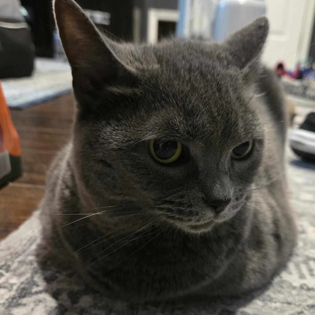 Bella, Adoptable, Senior Female Domestic Short Hair.