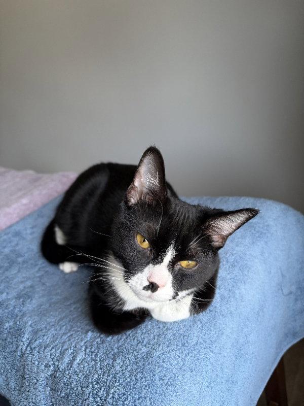 Tippy & Char:bonded (Middletown PetSmart) KC), Adopted, Young Male Domestic Short Hair & Tuxedo.