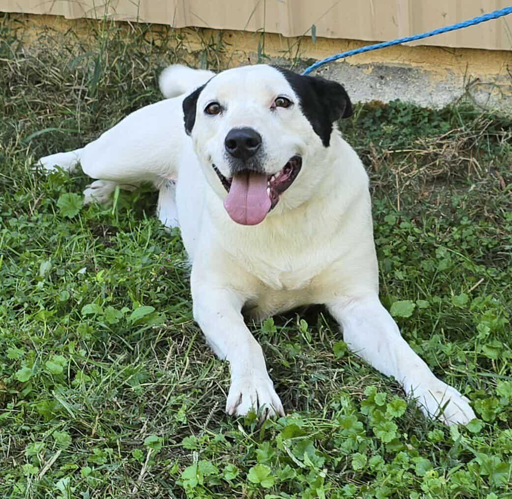 Prissy, a Adoptable mixed breed in Newport, TN image 3/6