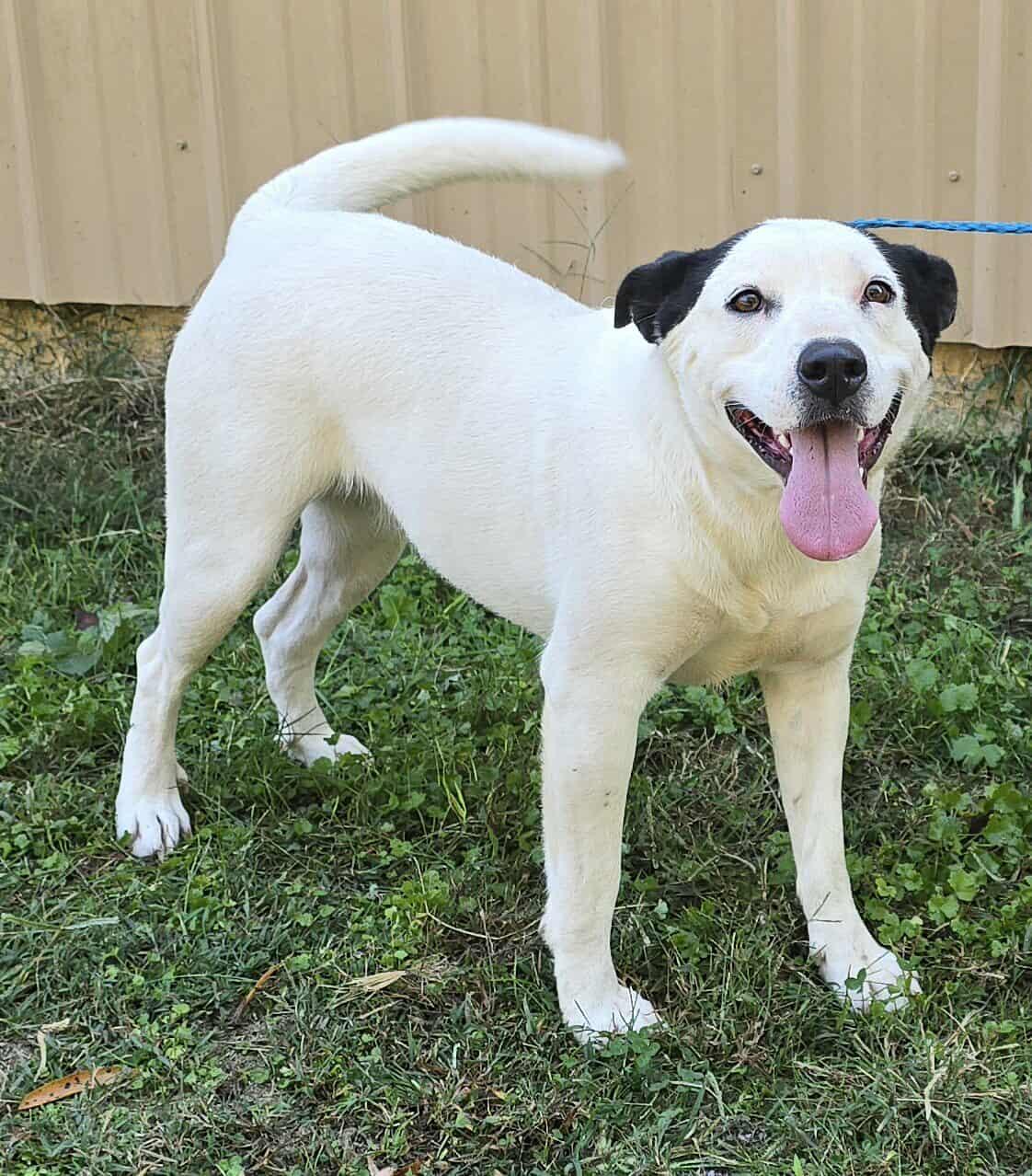 Prissy, a Adoptable mixed breed in Newport, TN image 4/6