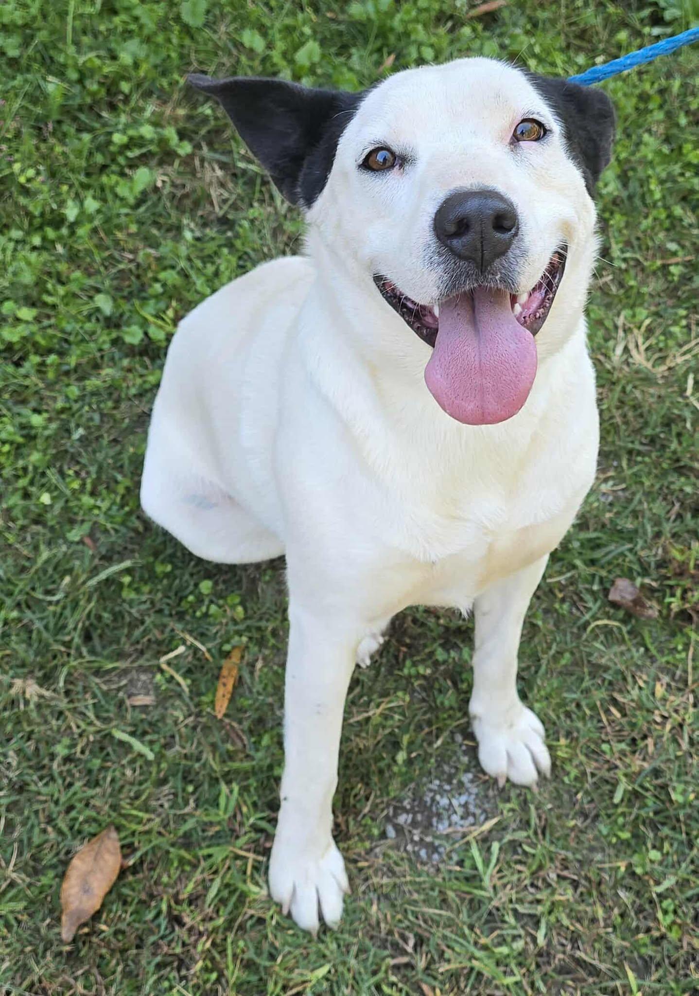 Prissy, a Adoptable mixed breed in Newport, TN image 5/6