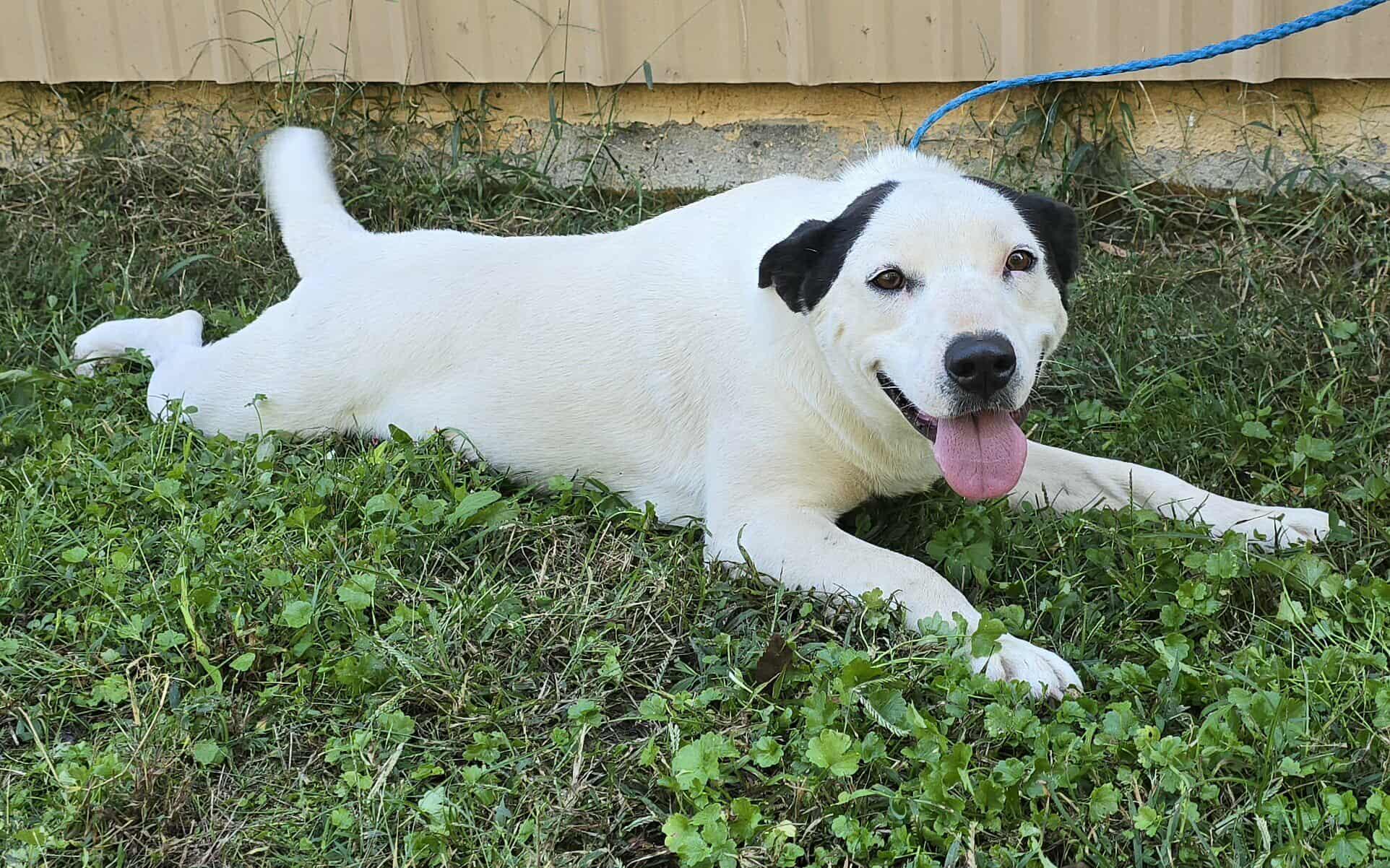 Prissy, a Adoptable mixed breed in Newport, TN image 6/6